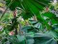 Palm leaves in botanic in Botanic Park, Singapore