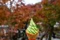 Enjoying delicious sweet japanese matcha green tea ice cream soft serve cone among autumn leaves tree garden blurred background Royalty Free Stock Photo