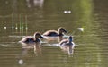 Ducklings on the pons on a bright sunny day