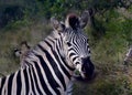 Close up of a zebra kwazulu natal south africa