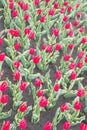 Enjoying nature. Soil for growing flowers. Growing perfect scarlet red tulips. Beautiful tulip fields. Field of tulips Royalty Free Stock Photo