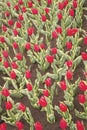 Enjoying nature. Soil for growing flowers. Growing perfect scarlet red tulips. Beautiful tulip fields. Field of tulips Royalty Free Stock Photo