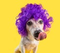 Enjoying treat food licking funny dog in fashionable lilac wig. Yellow background. Series of outrageous style photos