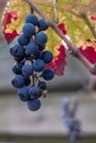 Enkhuizen, Netherlands. October 2022. Close up shot of grapes and discoloring leaves. Royalty Free Stock Photo