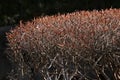 Enkianthus perulatus flowers. Called \'Dodan-tsutsuji\' in Japan. Royalty Free Stock Photo