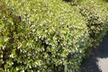 Enkianthus perulatus flowers. Called \'Dodan-tsutsuji\' in Japan. Royalty Free Stock Photo