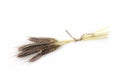 Enkir triticum monococcum Royalty Free Stock Photo