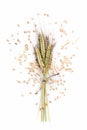 Enkir triticum monococcum Royalty Free Stock Photo