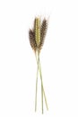 Enkir triticum monococcum Royalty Free Stock Photo