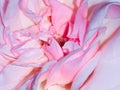 Enlarge picture of Pink Rose