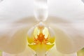 Enlarged Close up of White Orchid Phalaenopsis