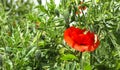 Enlarged image of a red poppy flower with an unopened bud. Royalty Free Stock Photo