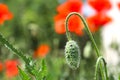 Enlarged image of a red poppy flower with an unopened bud. Royalty Free Stock Photo