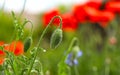 Enlarged image of a red poppy flower with an unopened bud. Royalty Free Stock Photo