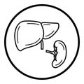 Enlarged liver and spleen icon