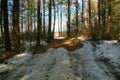 Enlightened path in the woods Amazing Scene Spiritual With Peaceful Light Through the Trees Landscape Snow