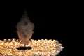 Enlightenment. Spiritual image of serene buddha head illuminated