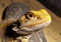 Enlil lizard Royalty Free Stock Photo