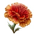 Red Carnation Flower: Orange and Red Illustrations for Vibrant Designs. Royalty Free Stock Photo