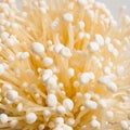 Enoki mushroom Royalty Free Stock Photo