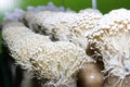 Enoki mushroom farm