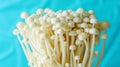 Enoki mushroom flammulina velutipes on soft pastel colored background for delicate aesthetics Royalty Free Stock Photo