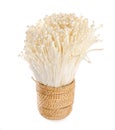 Enoki mushroom, Golden needle mushroom isolated in white background Royalty Free Stock Photo