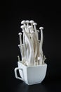 Enoki mushrooms on a black background