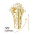 Enoki mushrooms long, thin white golden needle futu or lily mushroom vector Royalty Free Stock Photo