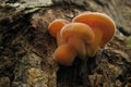 Enoki mushrooms - types of mushrooms growing in the cold. Flammulina velutipes on the tree. Honey agarics grow in late autumn and