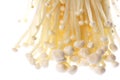 Enoki (Oyster) Mushrooms