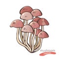 Enokitake mushroom in hand drawn vector illustration in color. Sketch food drawing isolated on white background. Organic, Royalty Free Stock Photo