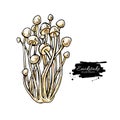 Enokitake mushroom hand drawn vector illustration. Sketch food drawing Royalty Free Stock Photo