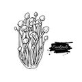 Enokitake mushroom hand drawn vector illustration. Sketch food