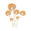 Enokitake mushroom on white