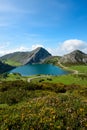 Enol lake in mountains with cows and sheep on green pasture in national park Picos de Europa Royalty Free Stock Photo