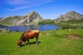 Enol lake at Picos de Europa in Asturias Spain Royalty Free Stock Photo