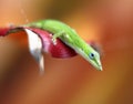 Enole Lizard on top of a Bromeliaceae (Aechmea bl