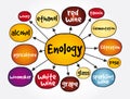 Enology mind map, concept for presentations and reports