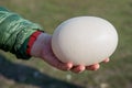 Enormous big ostrich egg in man hand. Eco part. Royalty Free Stock Photo