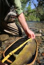 Enormous brown trout caught in the net Royalty Free Stock Photo