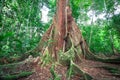 Enormous buttress roots in Costa Rica Royalty Free Stock Photo