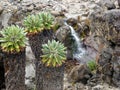 Enormous flowers of the giant dugong plant on Mount Kilimanjaro in Tanzania, Africa