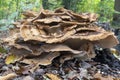 This enormous Giant Fungus Meripilus giganteus grows on a dead tree stump in the park De Horsten in Wassenaar