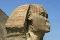 The enormous head of the Great Sphinx of Giza at Giza in Cairo, Egypt.