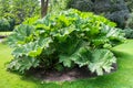 Large leaves of Gunnera manicata giant rhubarb in a botanical garden Royalty Free Stock Photo