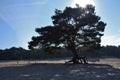 Enormous pine tree