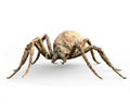 Enormous plague ridden fantasy spider on a white background Royalty Free Stock Photo