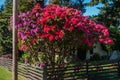 Enormous Rhododendrons of Burien 4