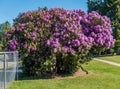 Enormous Rhododendrons of Burien 5 Royalty Free Stock Photo